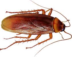 cockroach pest control bhopal